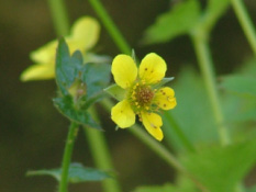 Geum urbanum Geel nagelkruid bestellen